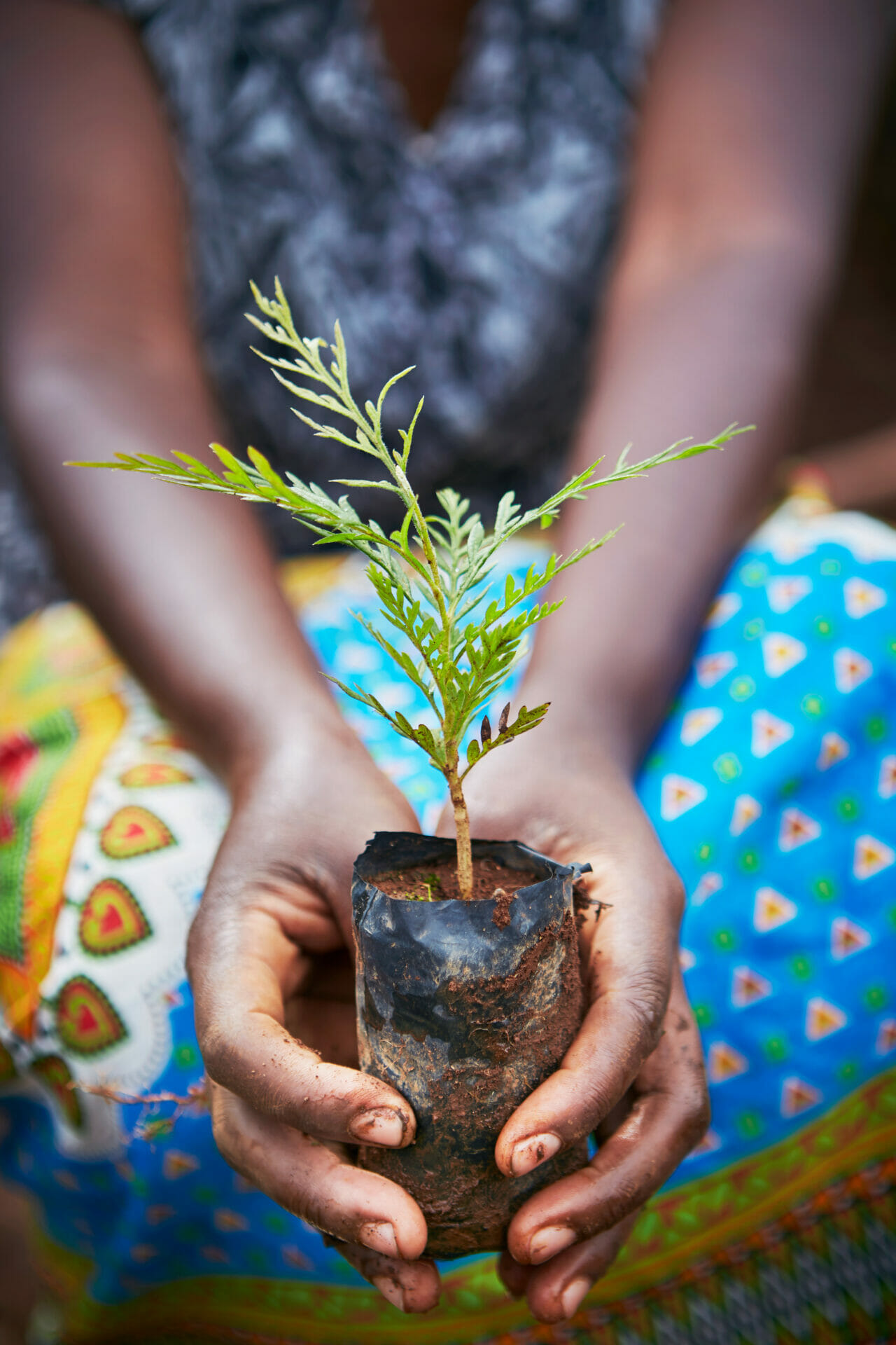 A photograph of hands holding a young tree ready for planting in Kenya