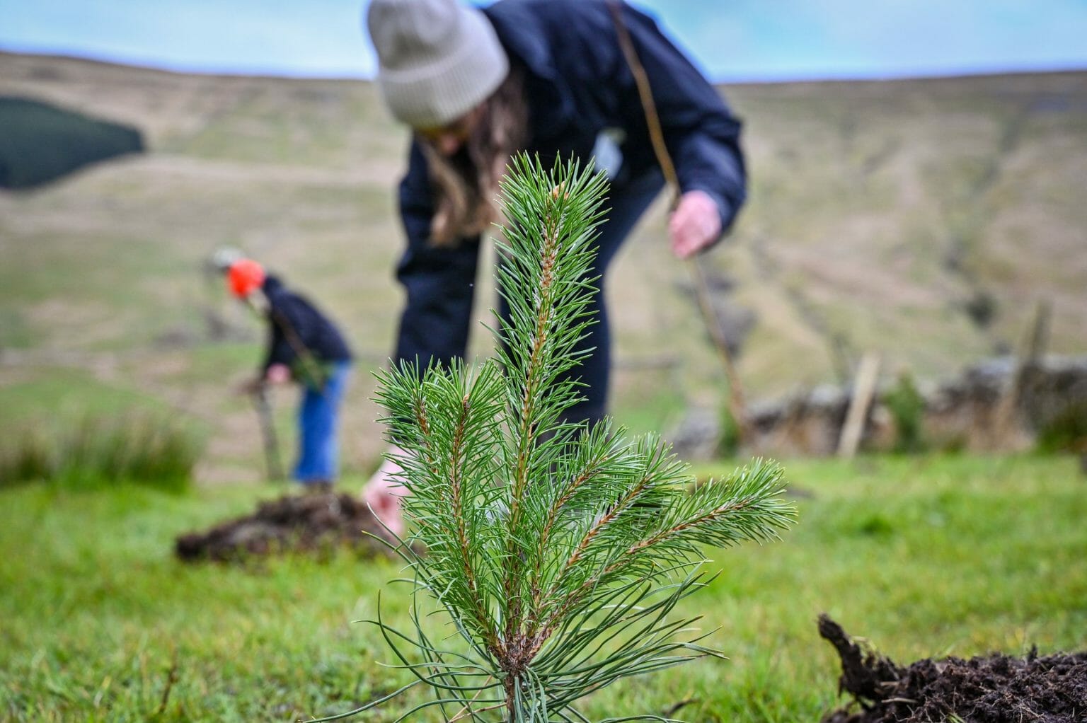 A photograph of a newly planted tree with more trees being planted in the background
