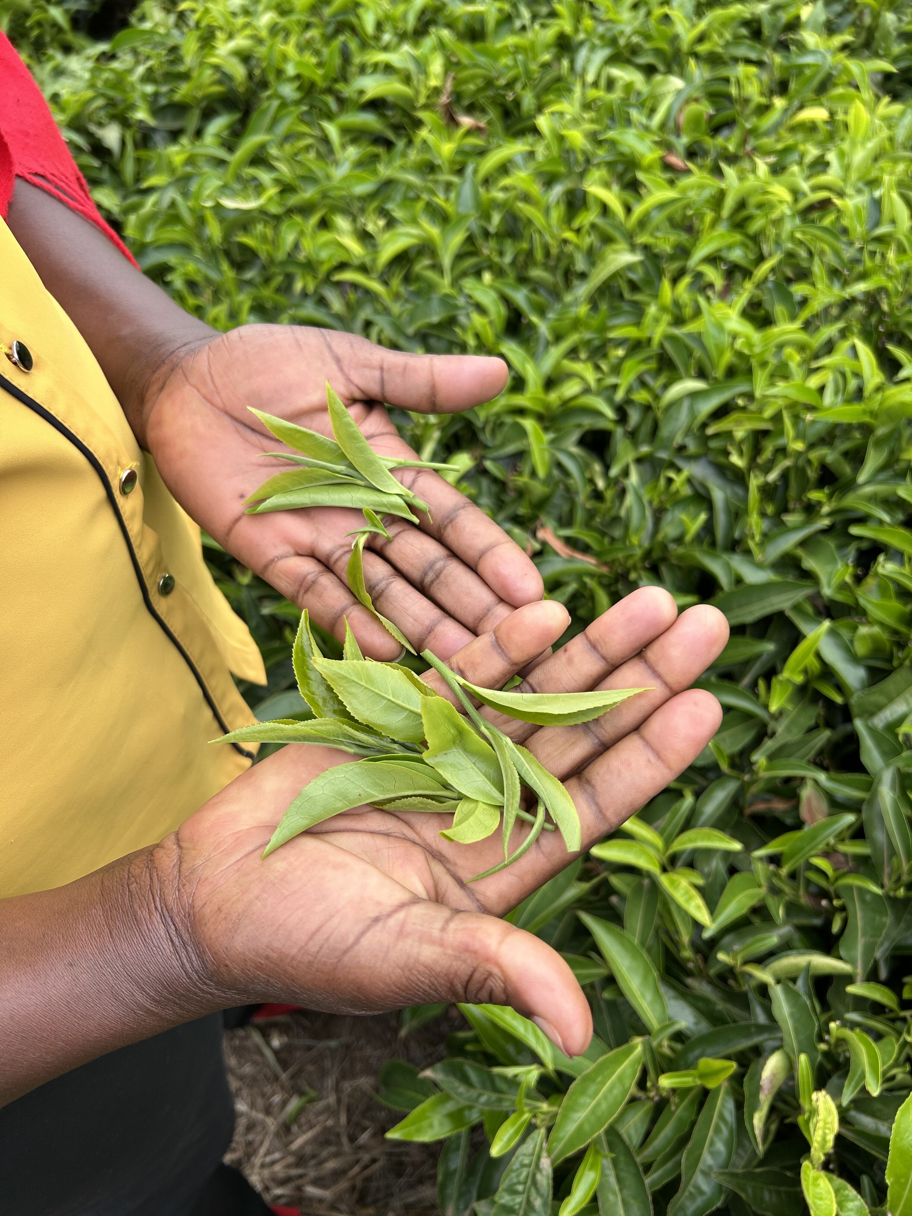 Tea leaves are being held in the palms of one of the tea farmers' hands. The tea farmer is wearing a mustard yellow top and the tea leaves are a vibrant green.