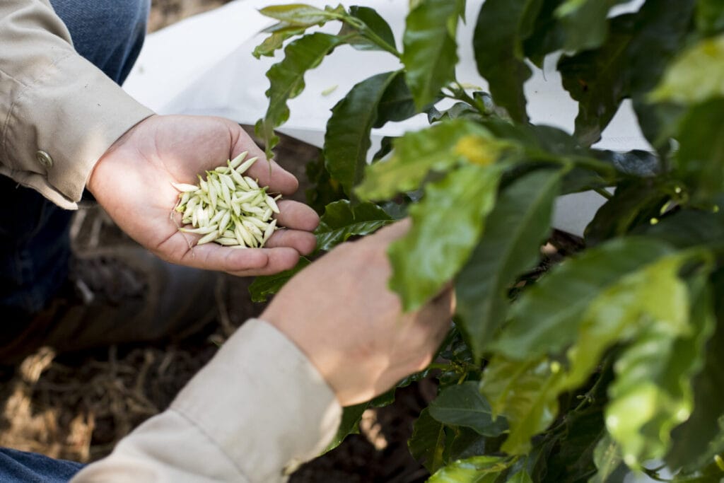 A hand is cupping some coffee cherries that have been plucked from the coffee plant.