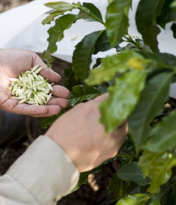 A hand is cupping some coffee cherries that have been plucked from the coffee plant.