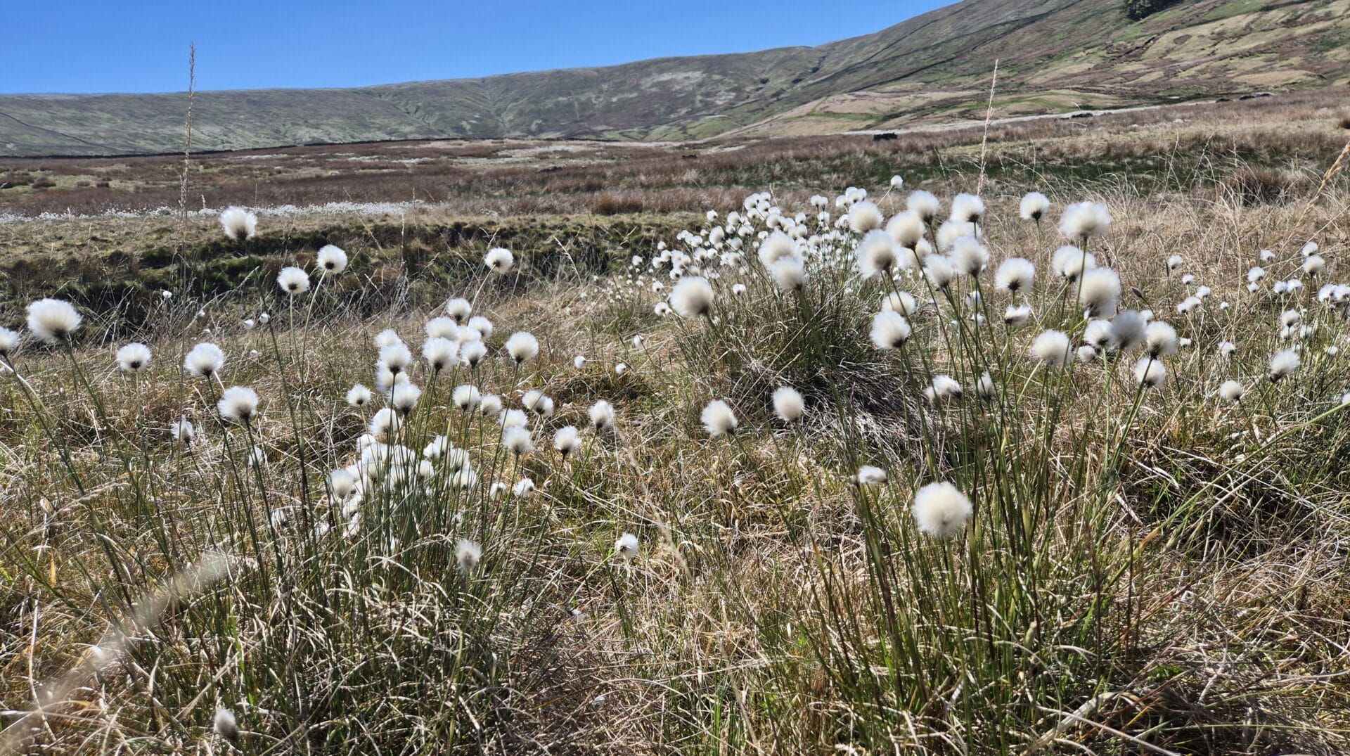 Cotton grass Alec Pue higher res