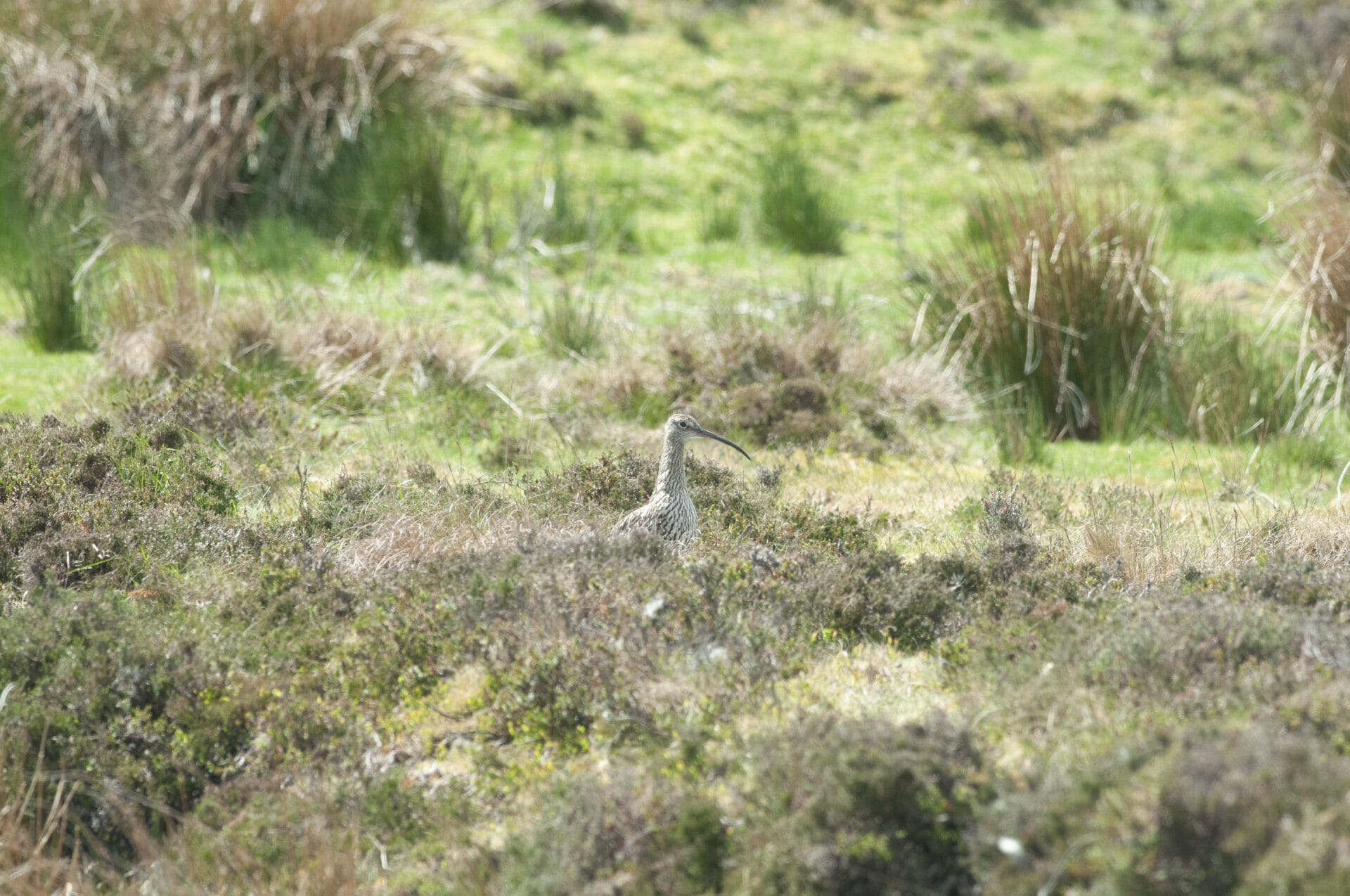 Curlew John Bridges WTML