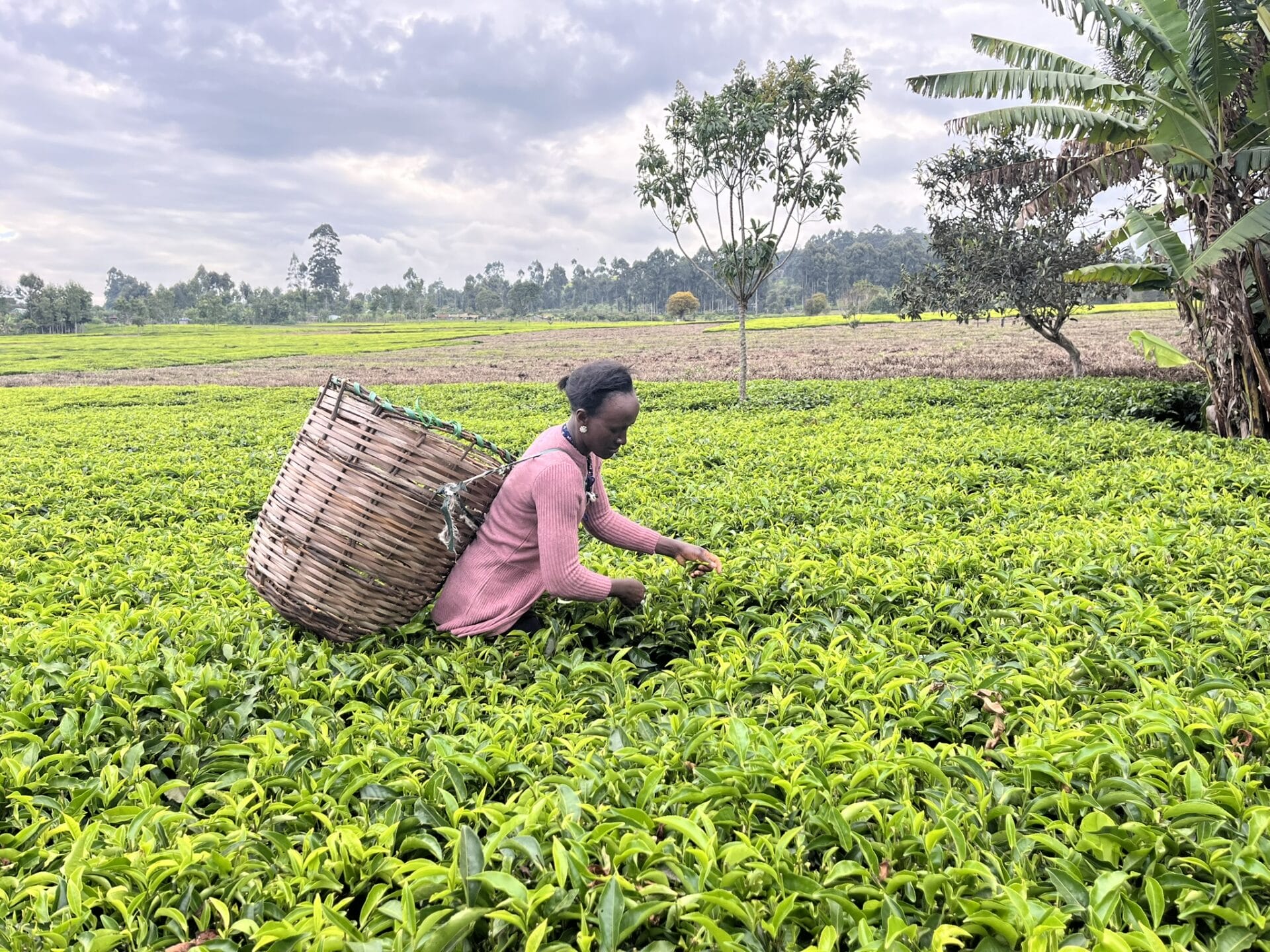 TIST tea farmer