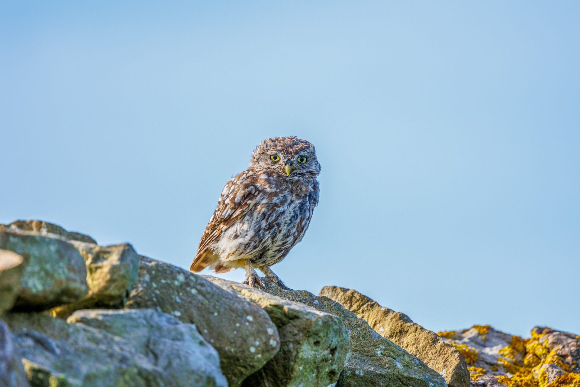 Little Owl Kathy Ward WTML
