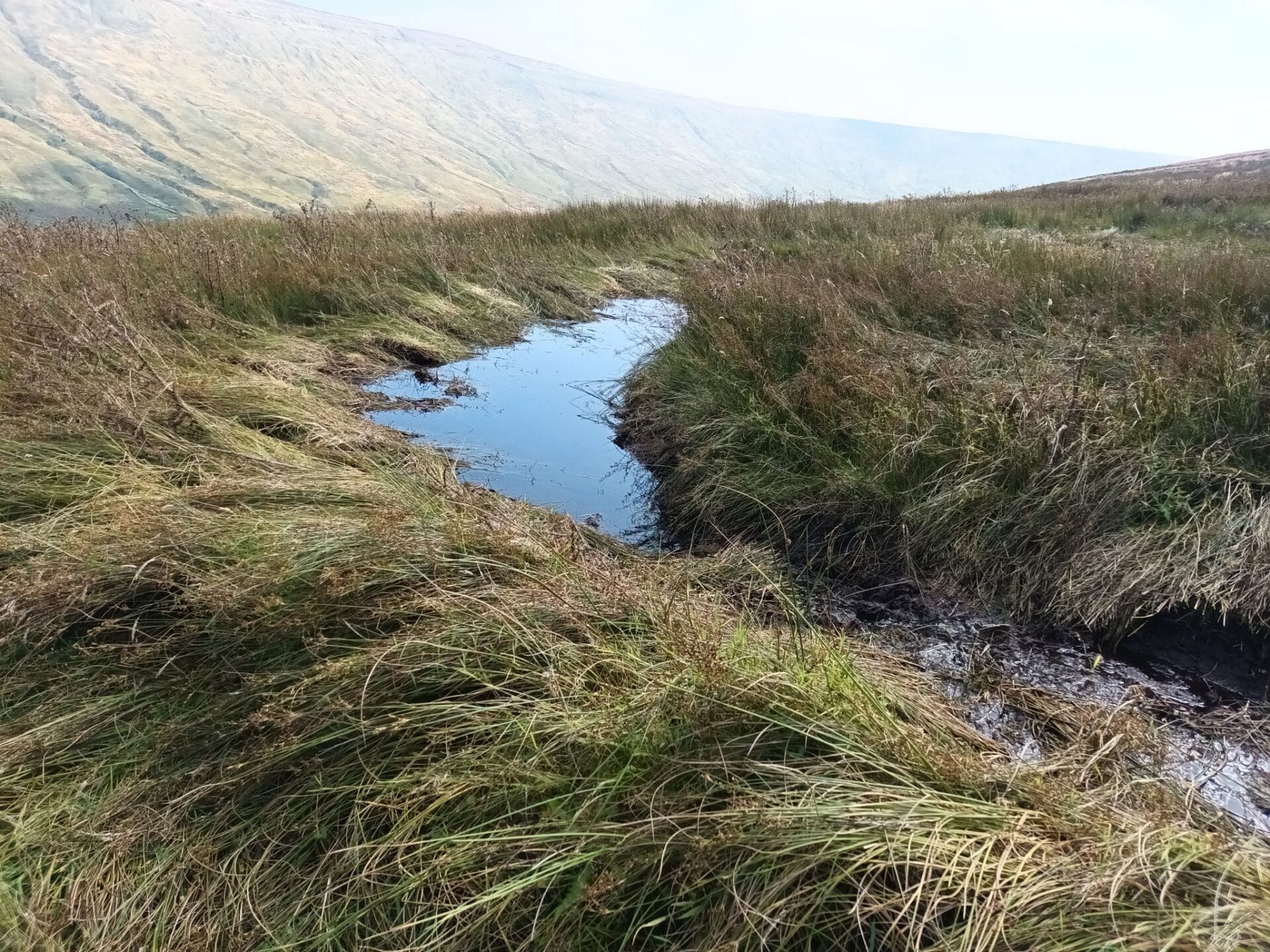 Peat restoration Alec Pue WTML