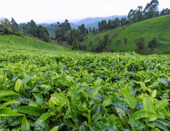 A close up of a field growing tea leaves. There are rolling hills in the background, with tall trees growing beyond the tea fields.