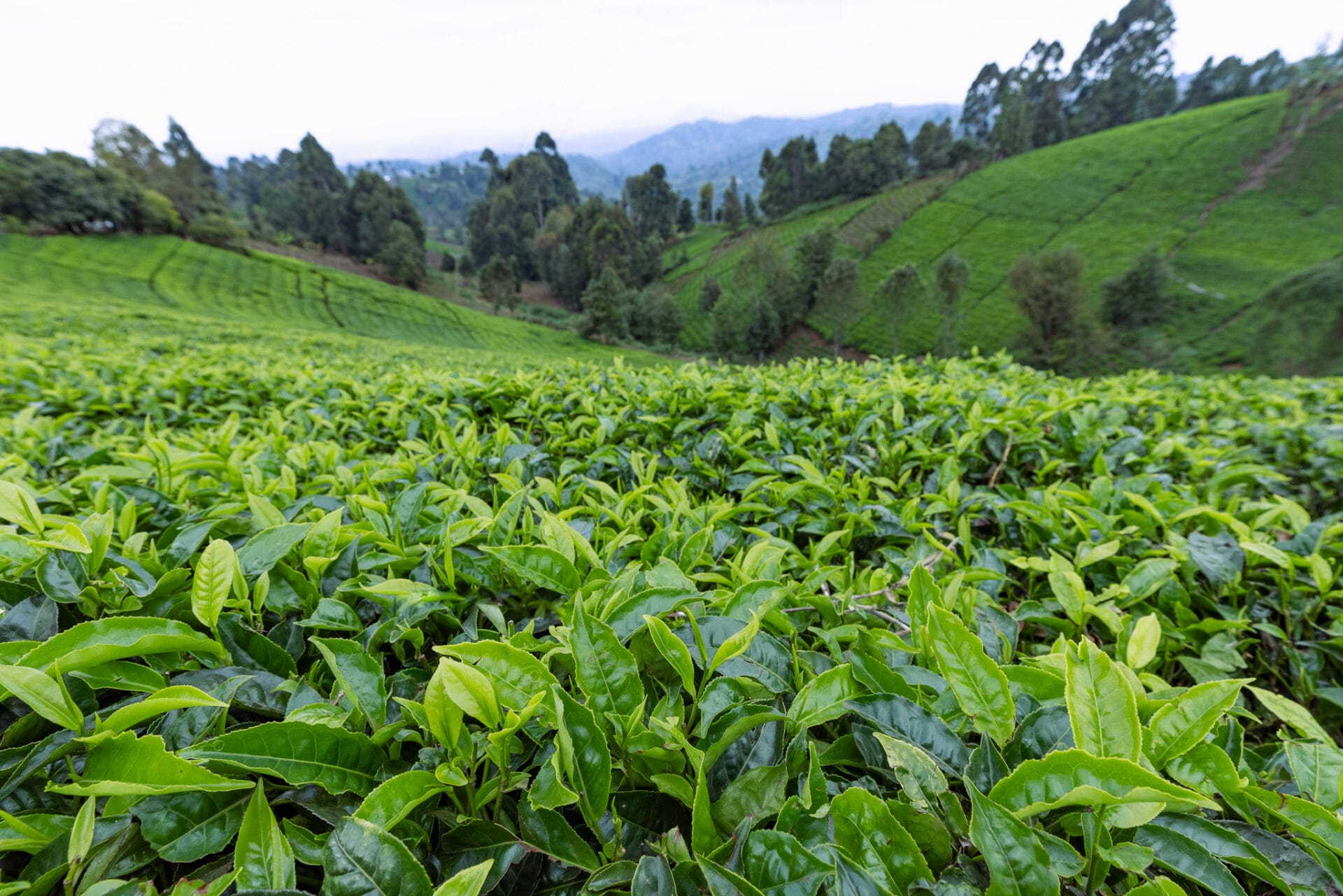 A close up of a field growing tea leaves. There are rolling hills in the background, with tall trees growing beyond the tea fields.
