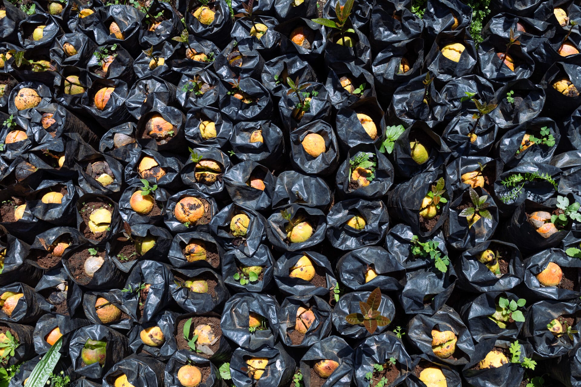 Tree seedlings