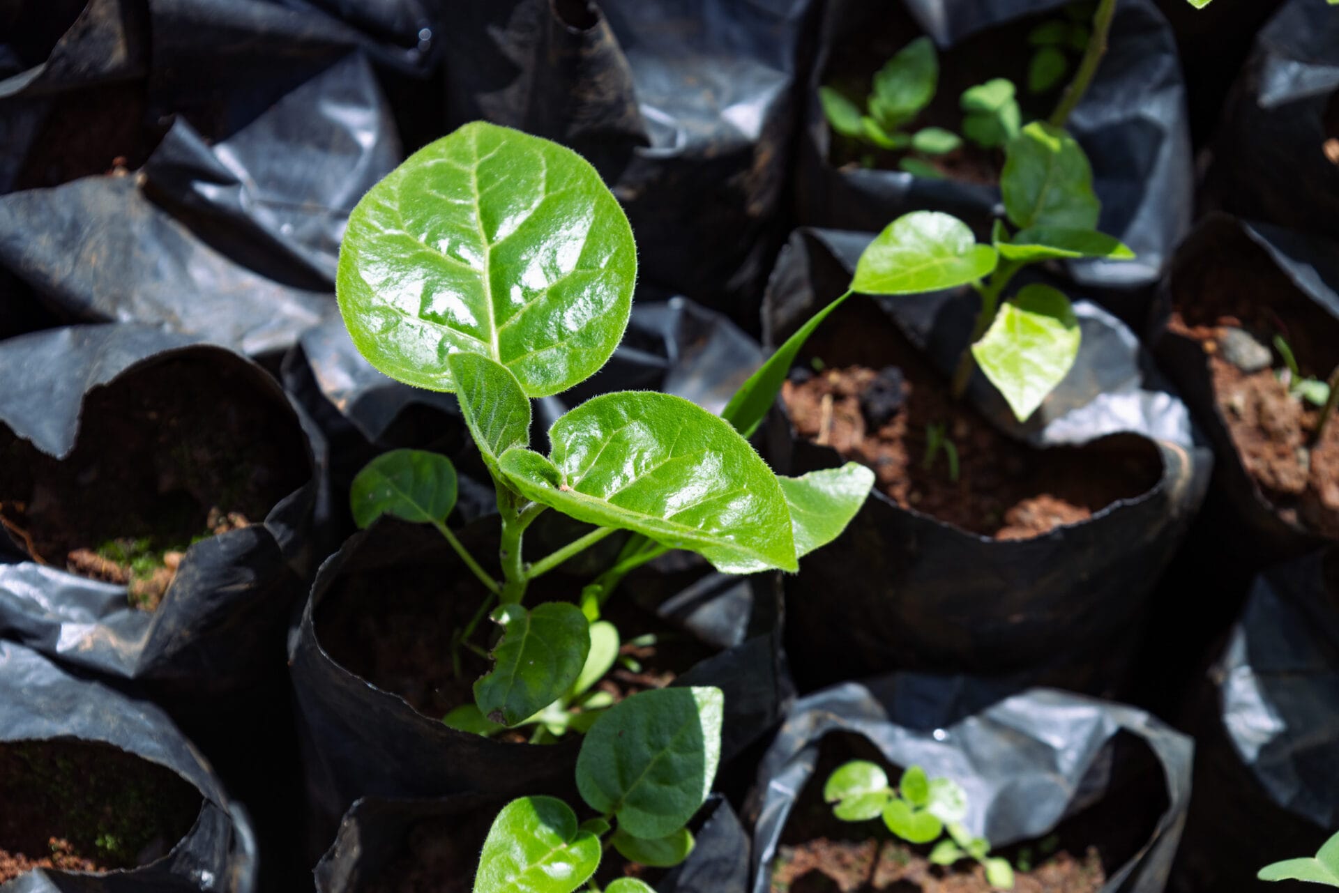 Tree nursery